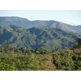 Costa Rica Tarrazu, PRAJITĂ MEDIE, cafea boabe arabica